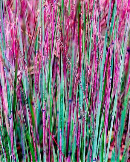 Ornamental Grass: Little bluestem is a native prairie grass that is both lovely and tough as nails. These perennials have gray-green foliage that turns bold s... Little Bluestem, Planting In Clay, Tattoo Plant, Prairie Planting, Perennial Grasses, Zone 5, Grasses Garden, Garden Shrubs, Flower Spike