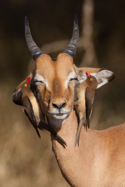 Impala and oxpeckers. A young impala ram with two red-billed oxpeckers on its he , #Affiliate, #impala, #ram, #young, #Impala, #oxpeckers #ad Regard Animal, Red Bill, Mule Deer, Animals Friendship, Manx, Amazing Animals, African Animals, Happy Animals, Animal Planet