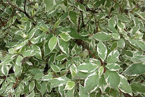 Ivory Halo Dogwood, Dogwood Berries, Dogwood Shrub, Cornus Alba, Fall Borders, Rock Garden Ideas, Propagation Station, Dogwood Trees, Planting Shrubs