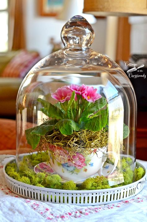 Primroses under a Glass Cloche | Cottage at the Crossroads Spring Flower Arrangements Centerpieces, Cloche Decor, Diy Frühling, Teacup Gardens, Spring Flower Arrangements, Spring Centerpiece, Tea Diy, Spring Tablescapes, Glass Cloche