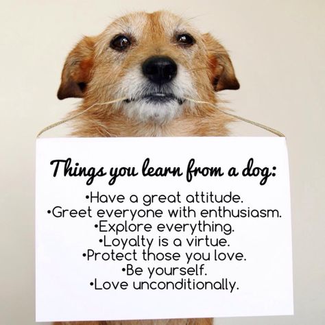 Dog Poems, Dog Quote, Dog Info, Dog Rules, Border Terrier, Dogs Of The World, E Card, Animal Quotes, Snoop Dogg