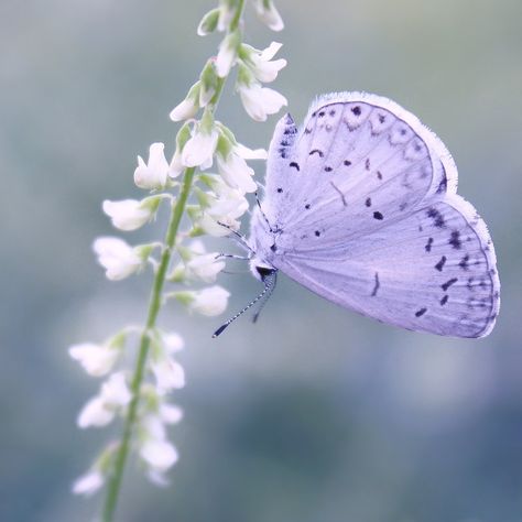 ✿⊱╮ Colorful Insects, Lavender Butterfly, Butterfly Quotes, Pastel Butterflies, Butterfly Images, Dragonfly Art, Butterfly Photos, Lovely Lavender, Butterfly Pictures