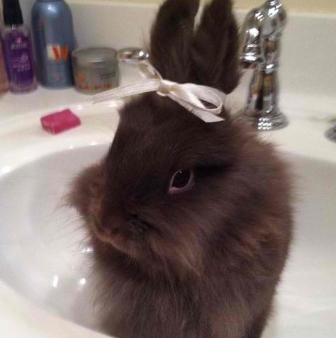 Lion head bunny~Sophie Dark Brown Bunny, Lion Head Bunny, Lionhead Bunny, Pet Lion, Brown Bunny, Lion Images, Lion Head, Rabbits, Buns