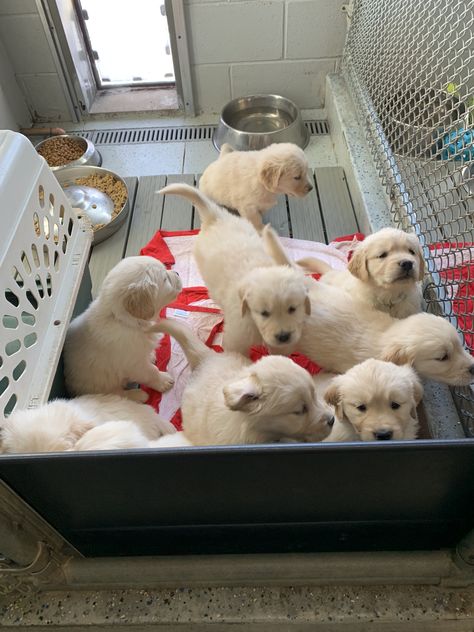 Family Dog Aesthetic, Puppies Playing Together, Dog Siblings, My Siblings Have Paws, Golden Retriever Litter, Puppy Palace, Cutest Puppy Ever, Cute Dogs Images, Very Cute Puppies