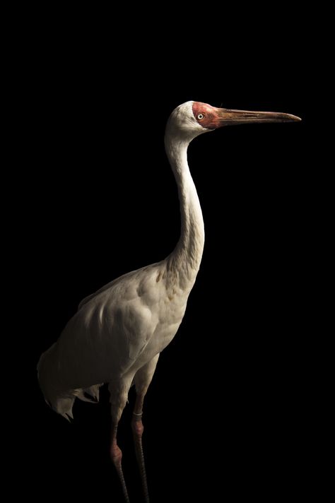 Siberian Crane, Crane Photography, Joel Sartore, 1000 Life Hacks, Big Bird, Art Series, World Art, Birdy, Natural World