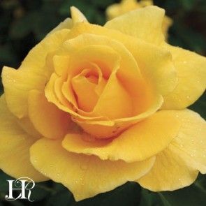 Midas Touch™ Rose Nursery, Bed Of Roses, Midas Touch, Heirloom Roses, Rare Seeds, Rose Seeds, Shrub Roses, Growing Roses, Hybrid Tea Roses