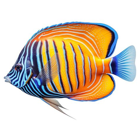 Multicolored aquarium fish on a transparent background, side view. The Tang, an yellow and blue saltwater aquarium fish royalty free stock image Colour Fish Drawing, Fish Aquarium Painting, Yellow Tang Fish, Tropical Fish Photography, Colorful Tropical Fish, Transparent Fish Underwater, Tang Fish, Colourful Fish, Saltwater Aquarium Fish