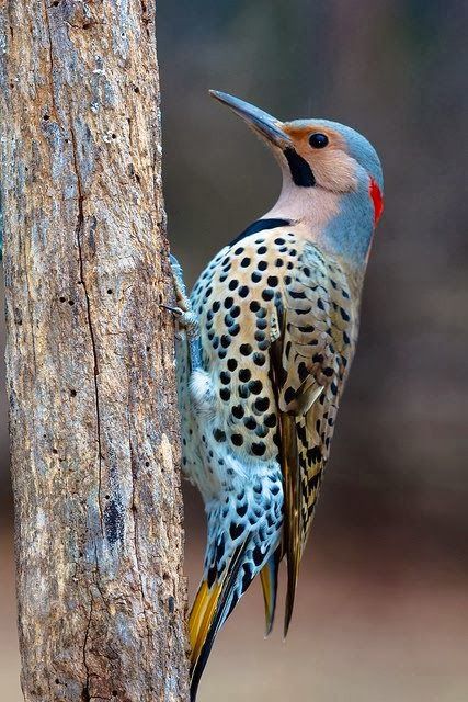 Blue, blushing faced, red feathers at low back of head Woodpecker, spotted with yellow under tailfeather's Regnul Animal, Northern Flicker, Kinds Of Birds, Airbrush Art, Colorful Bird, Nature Birds, All Birds, Backyard Birds, Bird Pictures