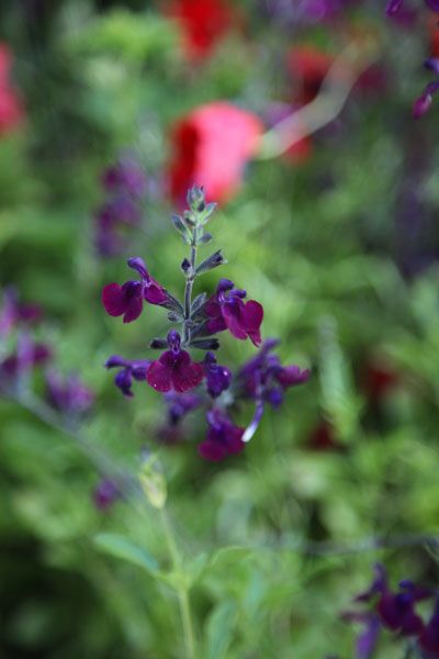 Salvia Garden, Purple Salvia, Herbaceous Border, Garden Compost, Garden Shrubs, Flower Spike, Plant Combinations, Garden Care, Plant Design