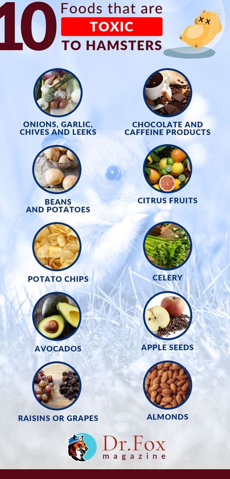 Have you ever wondered what foods that are toxic for hamsters ? well here they are foods that are TOXIC for hamster. Hamster Life, Hamster Food, Hamster Care, Hamster Cages, Hamster Cage, Food Charts, Apple Seeds, Poodle Dog, Citrus Fruit