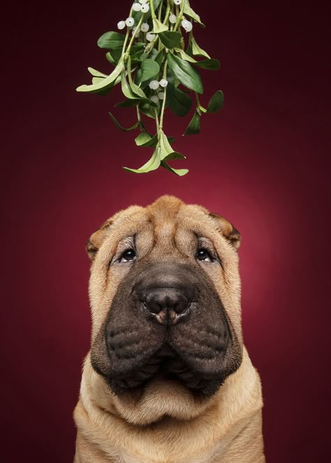 I Celebrated Christmas In My Photography Studio With Some Festive Dogs Christmas Card Photo Ideas With Dog, Christmas Dog Photography, Holiday Pet Photos, Christmas Pet Photos, Dog Christmas Photos, Dog Christmas Pictures, Christmas Dog Treats, Merry Christmas Dog, Dog Xmas