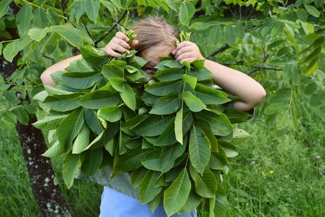 6 Brilliant Uses for Walnut Leaves You Never Knew Tennessee Plants, Edible Leaves, Edible Landscape, Black Walnut Tree, Flowering Quince, Apothecary Cabinet, Walnut Tree, Specimen Trees, Garden Veggies