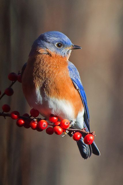 Eastern Bluebird, Nature Birds, Backyard Birds, Bird Pictures, Exotic Birds, Bird Drawings, Pretty Birds, Bird Photo, Colorful Birds