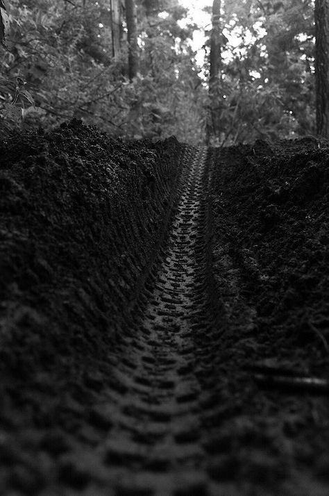 In The Woods, In The Middle, A Black, The Middle, Track, Forest, Bike, Black And White, White