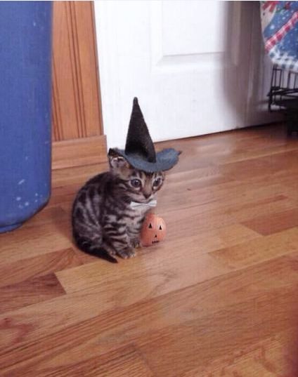 Halloween Tumblr, Funny Halloween Memes, Halloween Meme, Gatos Cool, Halloween Memes, Puppies And Kittens, Kittens Funny, Animal Pics, Silly Cats