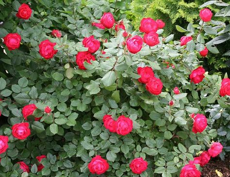 Oso Easy Roses, Rose Companion Plants, Geranium Rozanne, Stachys Byzantina, Cranesbill Geranium, Ground Cover Roses, Coastal Gardens, Shrub Roses, Powdery Mildew