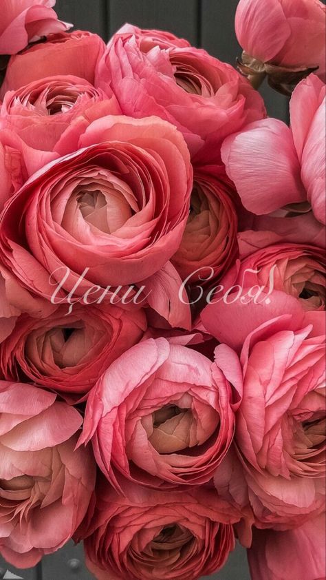 Ranunculus Wallpaper, Wallpaper Iphone Beautiful, Phone Wallpaper Floral, Soft Pink Photo, New Nature Wallpaper, Flower Background Design, Floral Wallpaper Iphone, Lord Rama, Wallpaper Floral