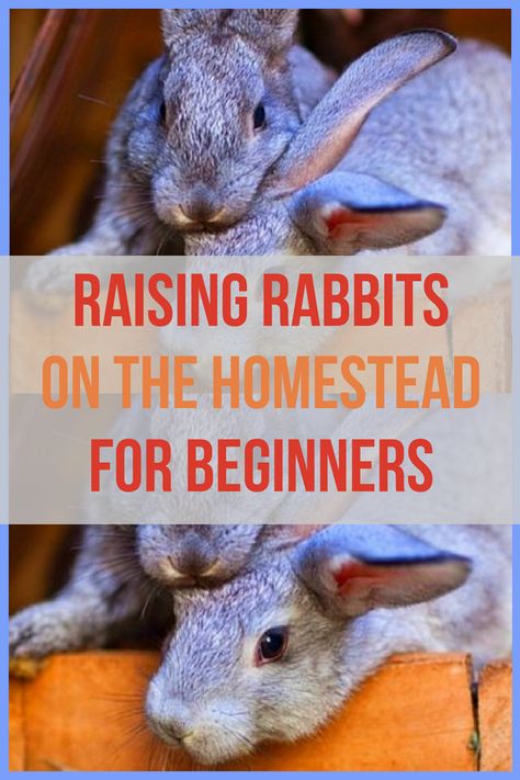 Rabbits For Meat, Raising Rabbits For Meat, Chicken Raising, Homesteading Animals, Baby Chicks Raising, Rabbit Farm, Meat Rabbits, Goat Care, Raising Rabbits