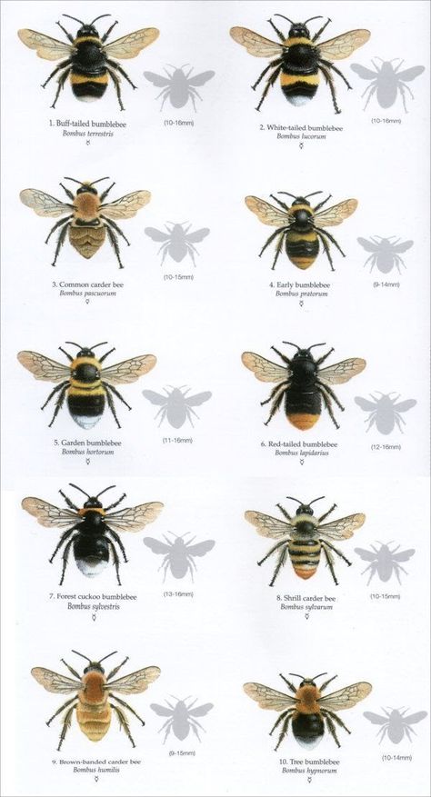 Bumble bees - nectarpointnetwork Bee Identification, Funny Drunk Pictures, Types Of Bees, Bee Hotel, Big Six, Bee Tattoo, Forest School, Save The Bees, Bees Knees