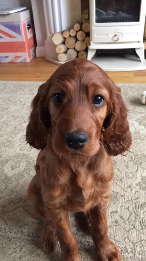 Irish Setter Puppy, Setter Puppies, Irish Red Setter, Red Setter, Irish Setter Dogs, Irish Setters, Irish Setter, Red Dog, Cute Dogs And Puppies