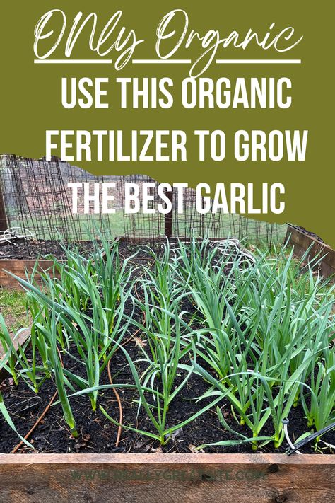 Three easy steps to grow the best garlic. 1. Plant Garlic in the late fall from a quality supplier or Cooperative. 2. Top Dress with quality Compost in the early spring. 3. Fertilize every other week in the spring time with Neptune's Harvest Fish & Seaweed Fertilizer 2-3-1. Seaweed Fertilizer, Garlic Garden, Plant Garlic, Late Fall, Organic Fertilizer, Early Spring, Organic Gardening, Top Dress, Easy Steps