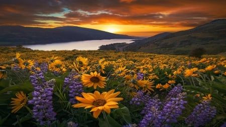 Columbia River Gorge, Oregon - Rivers & Nature Background Wallpapers on Desktop Nexus (Image 2643141) Sunflower Sunset, Lilies Flowers, Herbs Plants, Roses Beautiful, Flowers Graphic, Sunflower Pictures, Nothing But Flowers, Morning Dew, Sunflower Fields