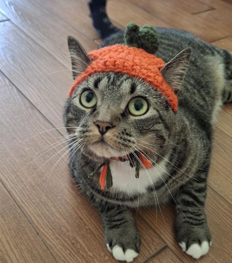 Made to order crochet pumpkin cat hat- (If you have another idea of a custom made hat for cat, please contact me and we can work on something new together). This cat hat is the cutest thing that your cat can wear during this fall season. If you don't have a cat, but you know someone who has one this would be a wonderful gift. The hat is made out of 100% acrylic soft yarn in dark green and orange.  For any questions don't hesitate to contact me. All my items are made in a smoke free, clean home. Crochet Cat Hat For Cats, Cats With Crochet Hats, Halloween Cat Crochet, Hats For Cats Crochet, Orange Cat Costume, Halloween Costumes For Cats, Cat Halloween Pumpkin, Hat For Cat, Kitten Costumes