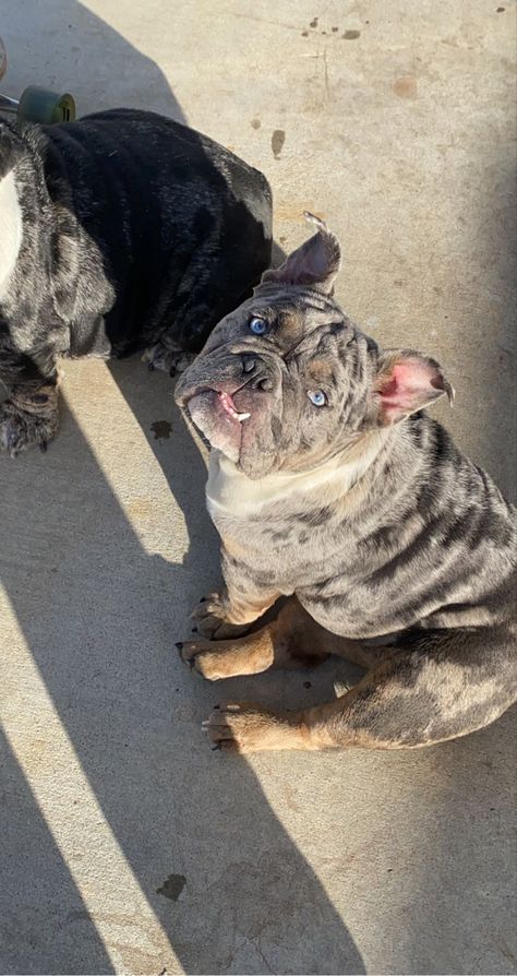 Blue Merle English Bulldog, English Bulldog Merle, Merle English Bulldog, Blue American Bulldog, Blue English Bulldogs, Lilac Merle French Bulldog, English Bulldog Grey, Blue Bulldog, Apartment Pet