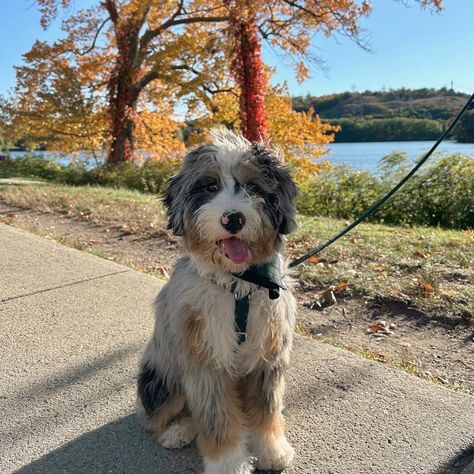 Merle Bernedoodle Full Grown, Brown Bernedoodle, Mini Bernedoodle Full Grown, Micro Mini Bernedoodle, Mini Doodle Dog, Bernadoodle Mini, Mini Aussie Doodle, Bernedoodle Mini, Aussie Poo