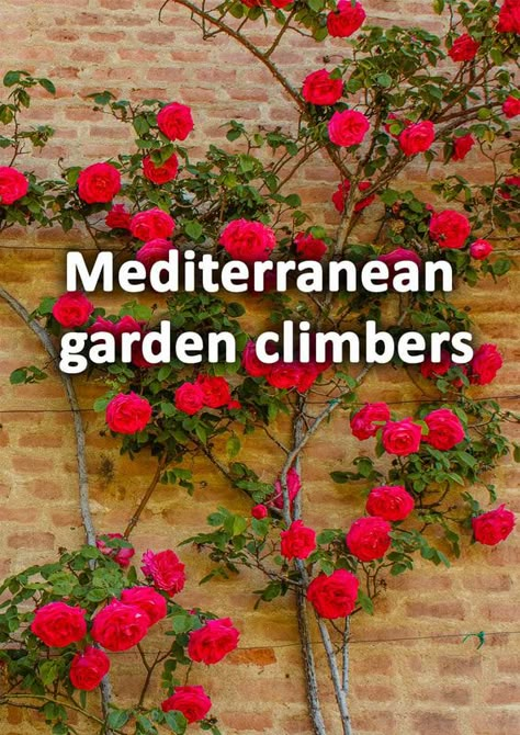 Mexican Style Garden Backyards, Mediterranean Yards Backyards, Mediterranean Small Garden, Climbing Vines On House, Greek Garden Design, Mediterranean Yard Ideas, Mediterranean Plants Landscaping, Mediterranean Garden Design Landscaping, Mediterranean Garden Plants