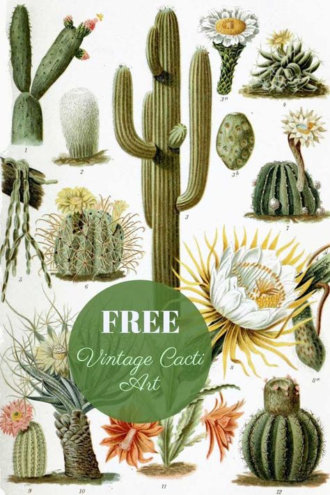 10 Beautiful Vintage Cactus Paintings to Download Cactus Images, Cactus Paintings, Vintage Cactus, Collage Portrait, Kids Rooms Diy, Botanical Illustration Vintage, Cactus Art, Free Art Prints, Botanical Illustrations