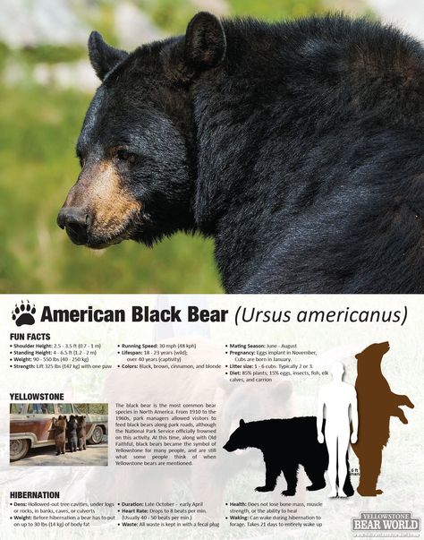 Go to Yellowstone Bear World to see American Black Bear up close in their natural habitat. Honey Heist, Nature Sleeve, Bear Habitat, American Black Bear, Animals Information, Animal Art Projects, Bear Hunting, Black Bears, Bear Costume