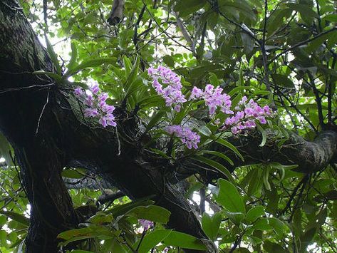 Orchids Growing In Their Natural Habitat Orchid Plant Care, Orchid Tree, Orchid Photo, Orchid Plant, Growing Orchids, Moth Orchid, Wild Orchid, Blooming Plants, Orchid Plants