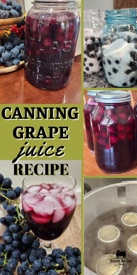 Super easy grape juice recipe for canning. This easy canning recipe preserves your Concord grape harvest for your homestead pantry. Making homemade grape juice is a great DIY or homestead project for the family. And with my recipe there is no blending or cooking! Easy Grape Juice Recipe, Concord Grape Juice Recipe, Homemade Grape Juice Recipe, Canning Grape Juice, Concord Grape Recipes, Cranberry Grape Juice, Homemade Grape Juice, Welch Grape Juice, Grape Juice Recipe