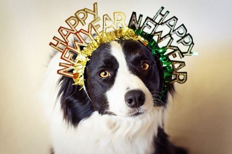 Happy New Year Dog, New Years Hat, Funny Dog Photos, Pet Friendly Hotels, Dog Holiday, Dog Wear, Dog Images, Party Celebration, Post Card