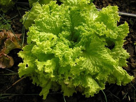 Heirloom Grand Rapids Lettuce Seeds Lactuca sativa B30 image 1 Be Fruitful And Multiply, Shakespeare Garden, Cold Frames, Leaf Lettuce, Lettuce Seeds, Seed Packaging, Greenhouse Growing, Heirloom Seeds, Seed Packets