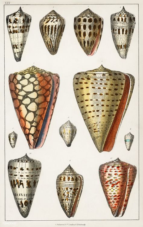 Collection of various shells from A history of the earth and animated nature (1820) by Oliver Goldsmith (1730-1774). Digitally enhanced from our own original edition. | free image by rawpixel.com Animals With Antlers, Florida Shells, Oliver Goldsmith, Cone Shell, Engraving Printing, Free Illustration Images, Giclee Painting, Antique Prints, Of The Earth