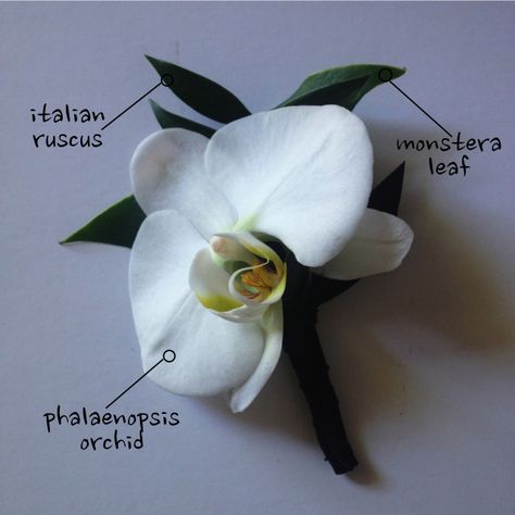 Phalaenopsis Orchid Boutonniere | by Jen's Blossoms Orchid Boutonniere, Orchid Bouquet Wedding, Diy Boutonniere, Father Of Bride, Groomsmen Boutonniere, Orchid Bouquet, Orchid Wedding, Prom Flowers, Groom Boutonniere