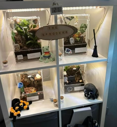 Tarantula Display Shelf, Diy Jumping Spider Enclosure Decor, Diy Spider Enclosure, Jumping Spider Terrarium Ideas, Pet Jumping Spider Enclosure, Stick Insect Enclosure, Tarantula Room, Jumping Spider Enclosure Ideas, Bug Enclosure