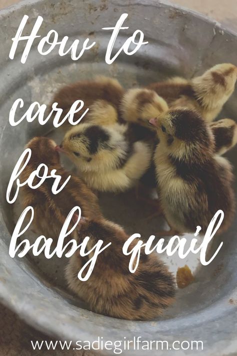 Quail Chicks Care, Baby Quail Chicks, Raising Quail Indoors, How To Raise Quail, Quail Coop Ideas Diy, Quail Brooder, Quail Care, Quail Raising, Quail Chicks