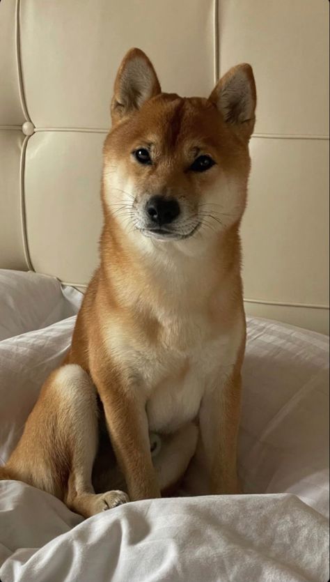 Shiba Inu Sitting, Mixed Breed Puppies, Cute Dog Drawing, Overnight Success, Shiba Puppy, Shiba Inu Puppy, Shiba Inu Dog, Dog Icon, Cute Dog Pictures