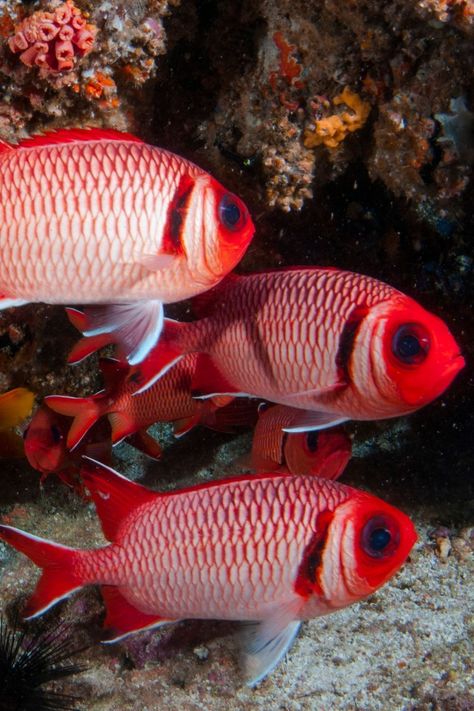 Most Beautiful Red Fish Ocean Life. #photography #photooftheday #nature #love #picoftheday #beautiful #art #photographer #naturephotography #photo #landscape #adventure #sunset Fish Photos Photography, Sea Life Photography, Pictures Of Fish, Marine Wallpaper, Ocean Life Photography, Fish Photography, Fish Photos, Beautiful Tropical Fish, Fish Pictures