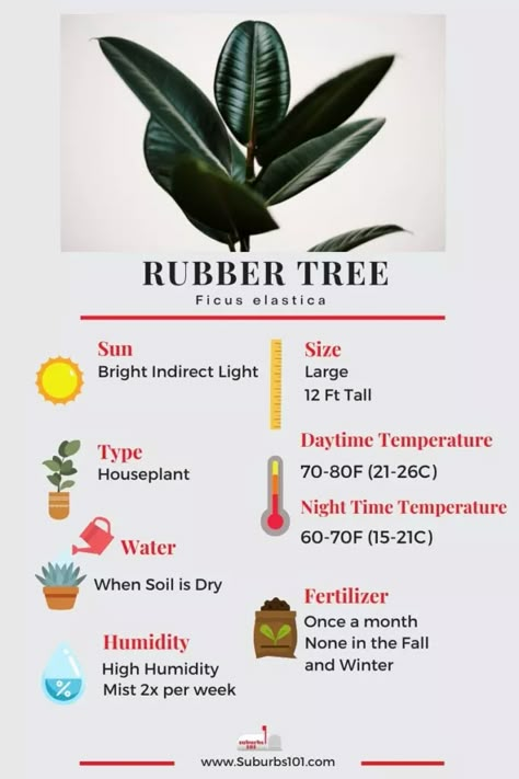 Rubber Plant Problems, Types Of Rubber Plants, How To Care For Rubber Plant Indoor, Rubber Tree Varieties, Ficus Tree Indoor, Propagating Rubber Tree Plant, Fig Tree Plant, Rubber Tree Plant, Plant Benefits