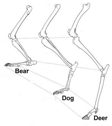 Deer Legs On Human, Deer Legs Reference, Legs Reference, Leg Reference, Leg Bones, Art Time, Animal Anatomy, Animal Study, Art Study