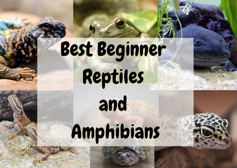 Easy Reptile Pets, Beginner Reptiles Pets, Best Starters, Easy Pets, Reptiles Pet, Reptiles And Amphibians, Amphibians, Reptiles, Animals For Kids