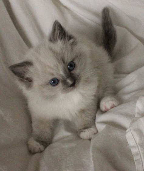 Rag Doll Cat Ragdoll Kittens, Ragdoll Cats And Kittens, Ragdoll Kitten Aesthetic, Ragdoll Cat Aesthetic, Cute Fluffy Kittens, Ragdoll Cat Breed, Caring For A Newborn, Ragdoll Kittens, Kittens For Sale