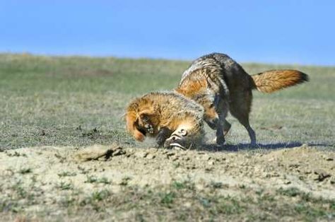 Adorable video shows coyote playing with its badger pal near Gilroy - SFGate North American Animals, Nile Crocodile, Species Of Sharks, Ground Squirrel, Terrible Jokes, Symbiotic Relationships, Animal Species, Nature Images, Squirrels