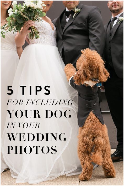 Dog In Wedding Pictures, Dog First Look Wedding, Dog In Wedding Ceremony, Wedding Photos With Pets, Dogs In Weddings Ideas, Wedding Photo Ideas With Dogs, Dog Included In Wedding, Including Dog In Wedding, Wedding Dog Photos