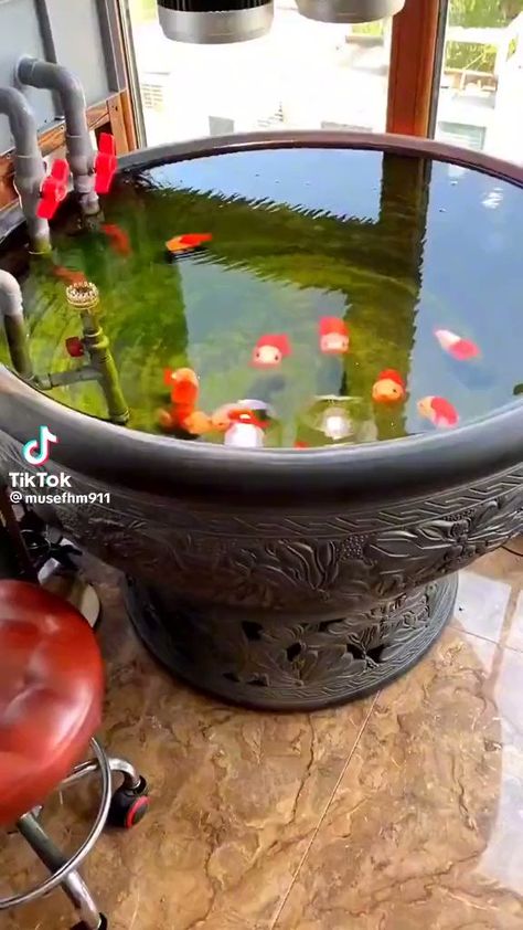 Goldfish Breeding, Fish Pond Gardens, Beautiful Terrariums, Carpe Koi, Cute Reptiles, Cute Small Animals, Cute Fish, Fish Ponds, Fish Pond