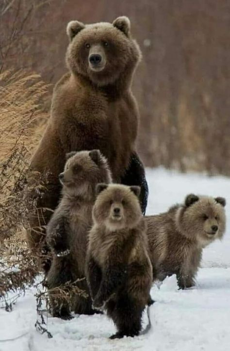 Photo Ours, Regnul Animal, Brown Bears, Bear Pictures, Majestic Animals, Cute Wild Animals, Cute Animal Photos, Grizzly Bear, Wildlife Animals